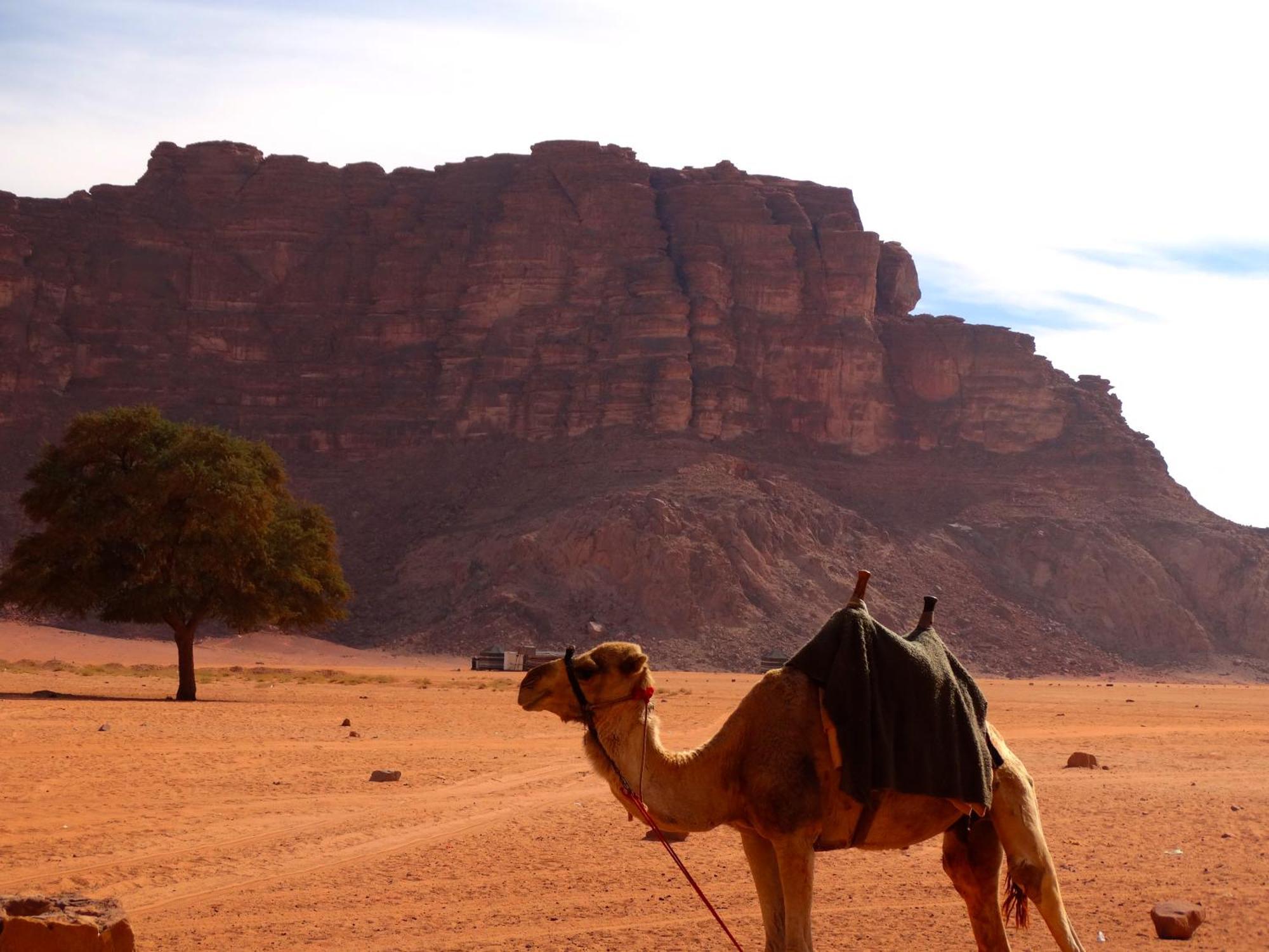Wadi Rum View Camp Exterior foto